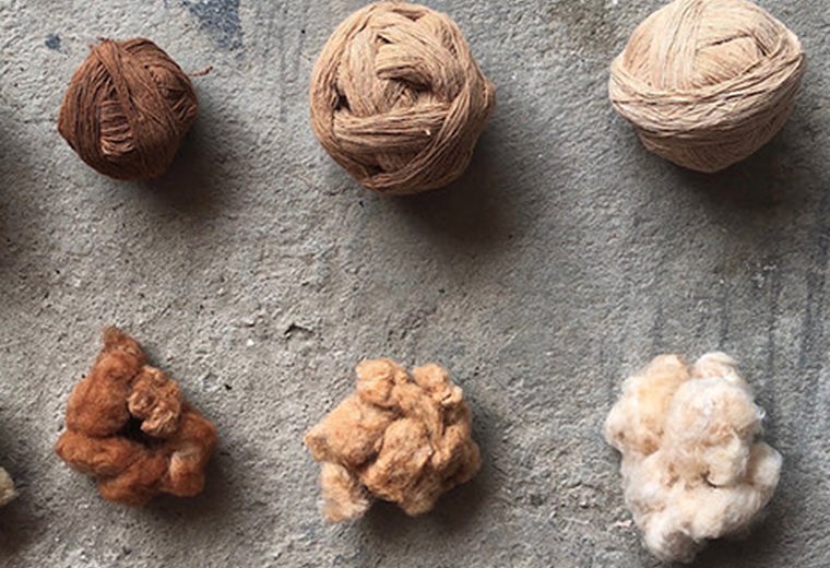 Colored cotton